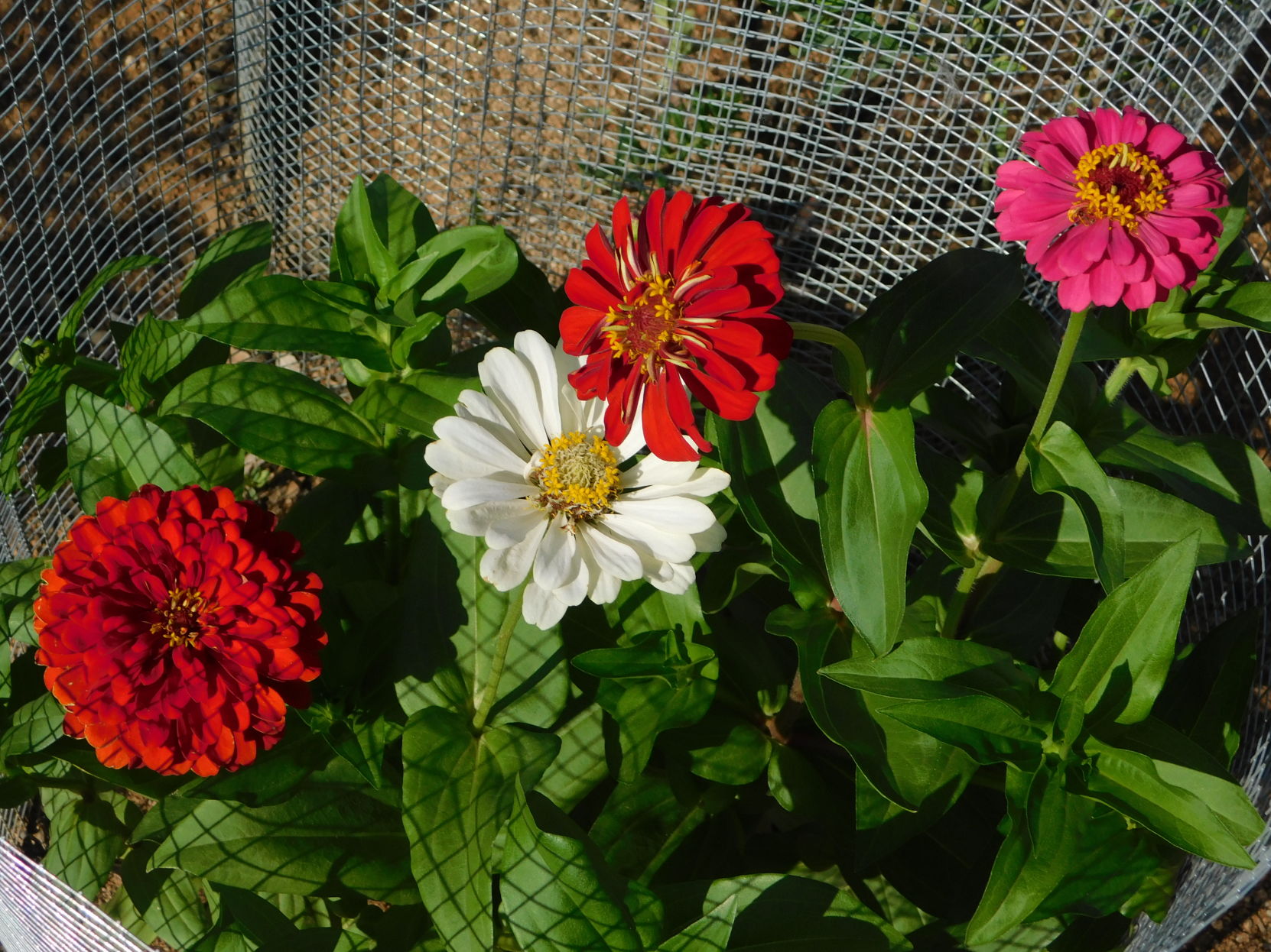 Zinnias in the back yard.